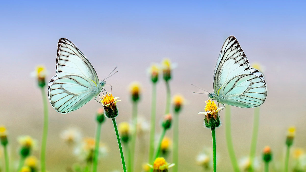 Yhdenvertaisuus työelämässä